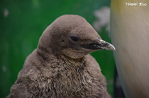 企鵝寶寶首次亮相超吸睛!北市動物園「有獎徵名」活動開跑