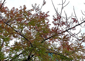 冬季限定橘紅美景!台北西門町商圈 超美打卡點別錯過