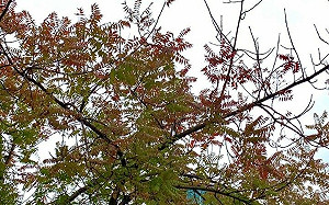 冬季限定橘紅美景！台北西門町商圈 超美打卡點別錯過