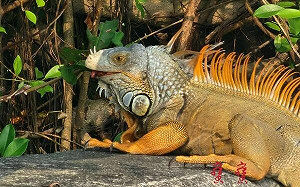 「綠鬃蜥之亂」向北蔓延！外來物種肆虐台灣，如何危害農業及生態環境？