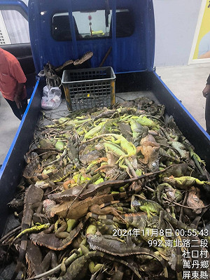 苗栗現蹤!綠鬣蜥恐攻陷全台  農業部:地方政府需成立專案小組