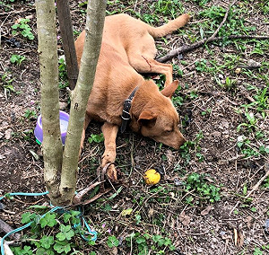 嚴禁「獸鋏」守護動物！農業部秀成果：2年內至少銷毀2千具