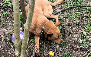 嚴禁「獸鋏」守護動物！農業部秀成果：2年內至少銷毀2千具