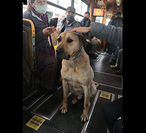 (影) 地鐵轉公車再坐渡輪 土耳其通勤犬「博吉」暴紅 每日長途跋涉原因讓人掉眼淚......