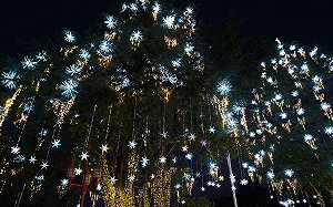 全國最高耶誕樹在梨山 山谷燈光節亮到明年元宵