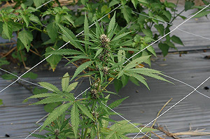 非法種植大麻案件增多!農業部生多所出招:「這款」鑑識可防擴散