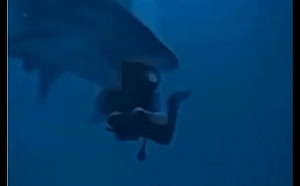 (影) 驚悚畫面曝光! 被鯊魚咬住後腦 中國女遊客命大脫逃 網：有錢人真會玩