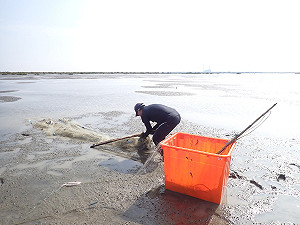 黑面琵鷺保護區移除4具流刺網!台江處:加強取締違法行為