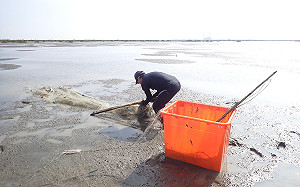 黑面琵鷺保護區移除4具流刺網！台江處：加強取締違法行為