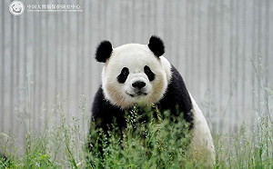 美媒驚爆「貓熊外交」內幕！中國收取鉅資「保育資金」卻遭挪用