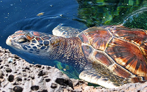 吃海龜集體中毒! 菲律賓村民3死31送醫