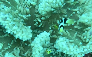 海岸超驚喜！蝙蝠洞海域生態豐富   2年紀錄62種海洋生物