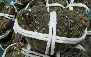 小心！中國大閘蟹驗出超標戴奧辛 食藥署：偷賣將重罰4倍保證金