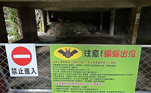 嚇到搬家！四面佛寺台灣葉鼻蝙遭驅趕600隻剩8隻 廟方：歷來最慘