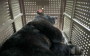 創下國內首例！花蓮雙黑熊同日野放