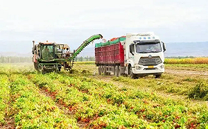 《BBC》揭義大利番茄泥含新疆番茄！中國駁斥、中媒批抹黑