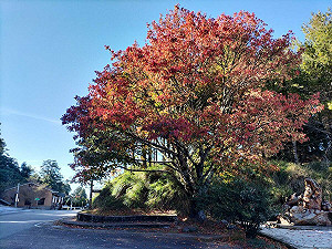 賞楓去!大雪山楓紅季開跑 「這處」楓葉6成已轉紅