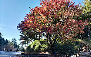 賞楓去！大雪山楓紅季開跑 「這處」楓葉6成已轉紅