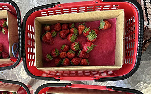 啟動交通疏導措施！苗栗草莓溫泉季預估湧入12萬人