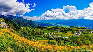 金針花小旅行  滿滿花海拍到飽