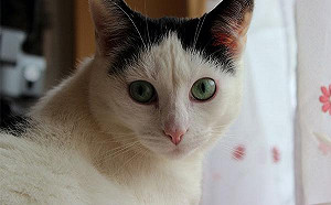 比人類強三倍！喵喵耳朵就是厲害