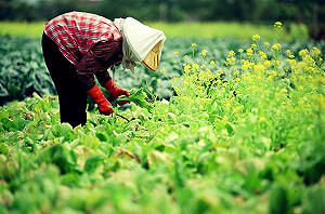 2018首波冷氣團到  農作物避寒害有方法