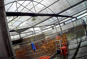 查獲職業鬥狗賭場 警方：非常殘忍