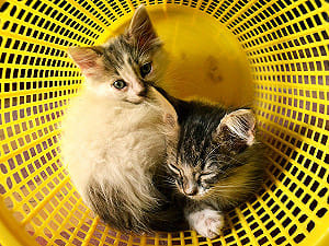 單雙層！有無蓋！貓皇你要哪種貓砂盆？