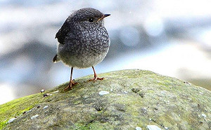 療育系野鳥小麻吉 台灣就看的到！