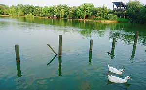 穿越古今訪風華  千塘之鄉地景小旅行