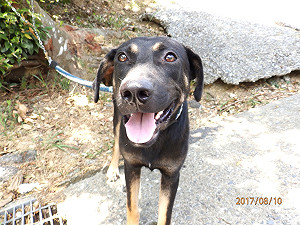 惡意棄養毛小孩  飼主遭重罰30萬