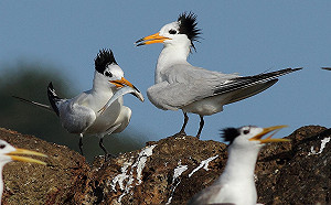 台灣保育紅皮書出爐  15種特有生物受脅極危