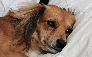 這樣做！毛小孩憂鬱症不上身