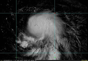 12號輕颱榕樹寫真  鄭明典：真像隻小章魚