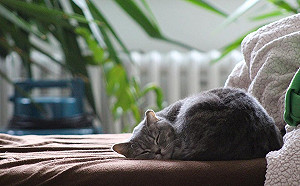 貓咪愛打呼！難道是生病了嗎？