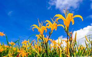 安心買！金針乾有標章  二維條碼可溯源