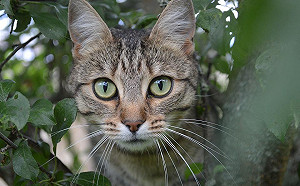 危險列表！這些精油對貓皇健康有危害