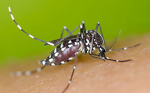 今年首樁 屏東第一起境外移入登革熱病例