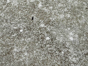 玉山初雪來了!氣象站下午迎降雪「能看見完整雪花」