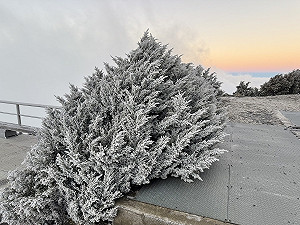玉山清晨低溫-4.1度「霧淞、雨淞同時出現」成銀白仙境