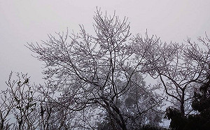 冬季限定美景！玉山、太平山霧淞遍布  合歡山也飄冰霰