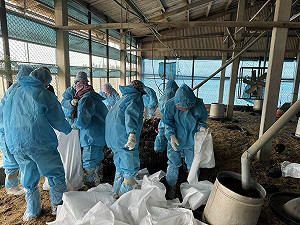 今年首例!雲林爆禽流感疫情 防疫所急撲殺5000隻土雞