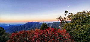 天氣濕冷大雪山轉紅!楓紅率達9成 園區成紅橙浪漫世界