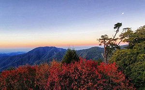 天氣濕冷大雪山轉紅！楓紅率達9成 園區成紅橙浪漫世界