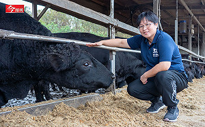 她學長照卻回雲林養豬 進口安格斯牛成全台最大牧場…晶華軒、山海樓等米其林餐廳都是客戶