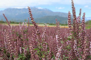 宛如北海道紫色花海 花蓮農改場推4款仙草新品種