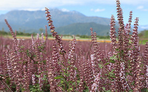 宛如北海道紫色花海 花蓮農改場推4款仙草新品種