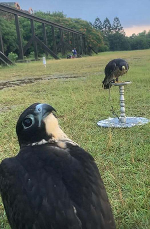 濟州航空「鳥擊」空難!專家揭:機場驅鳥5大問題難解