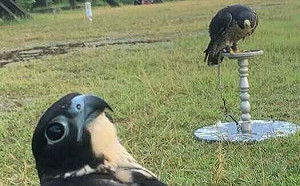 濟州航空「鳥擊」空難!專家揭:機場驅鳥5大問題難解