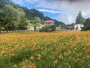 花蓮金針創綠色農業里程碑!可望為首獲碳標籤「加工蔬菜」